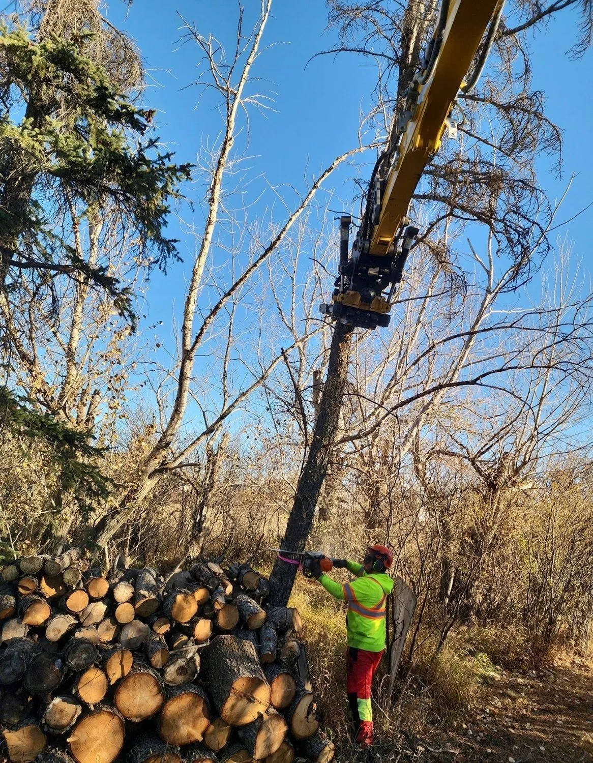Arborist removing a tree