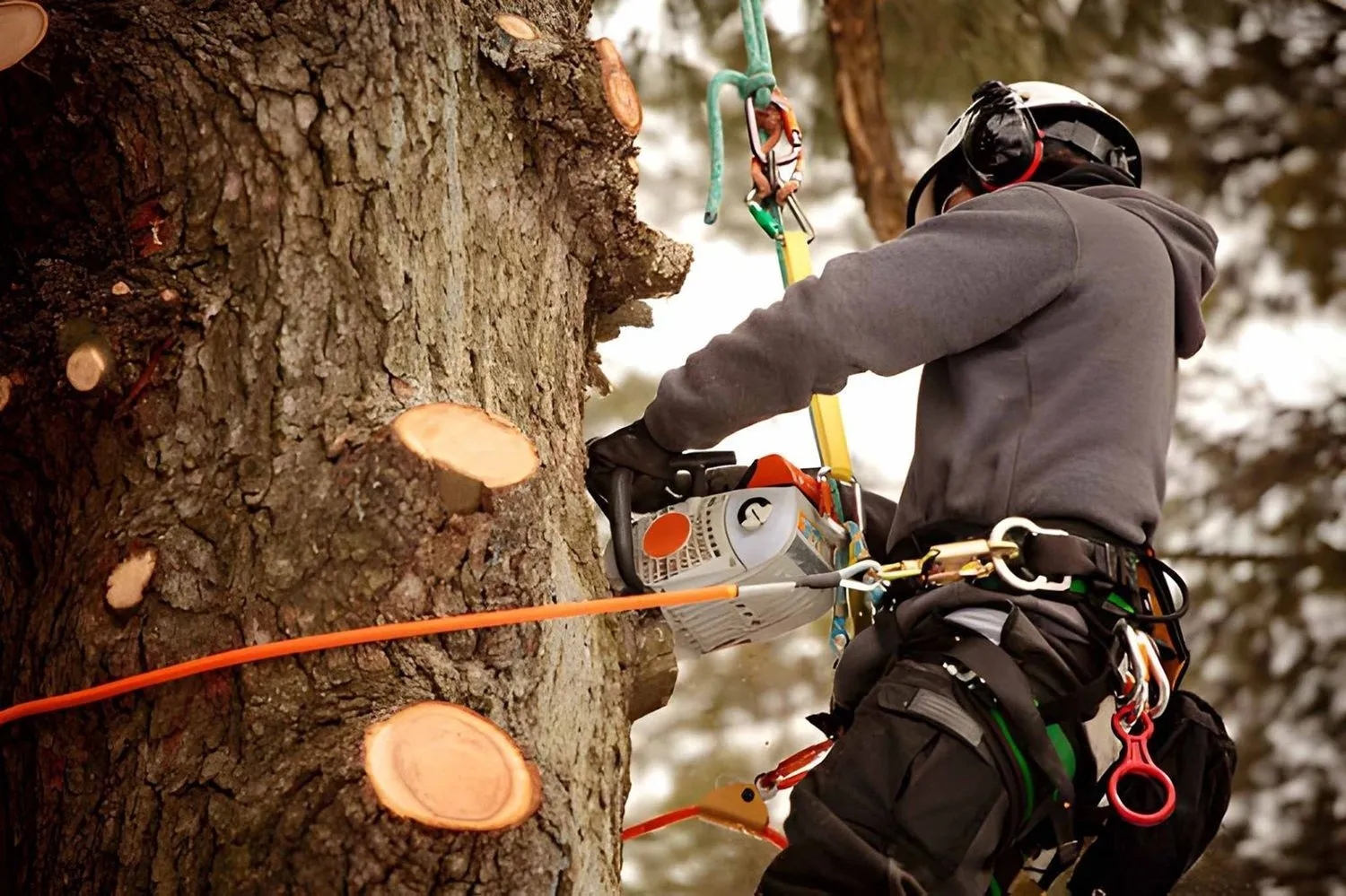 Arborist process