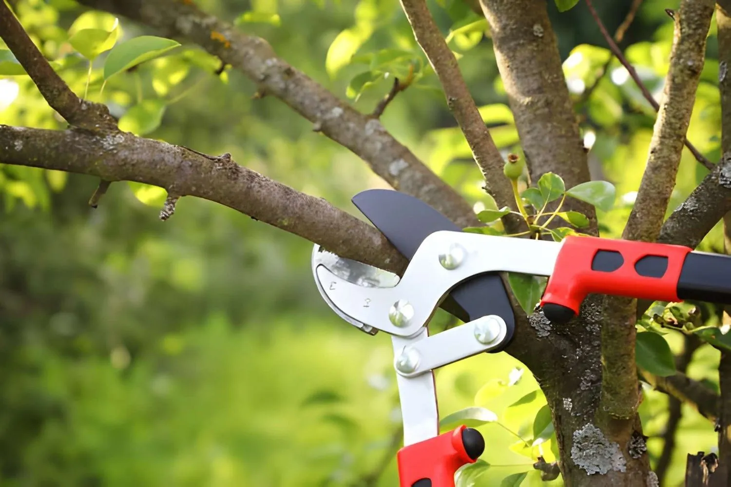 Arborist process in balzak