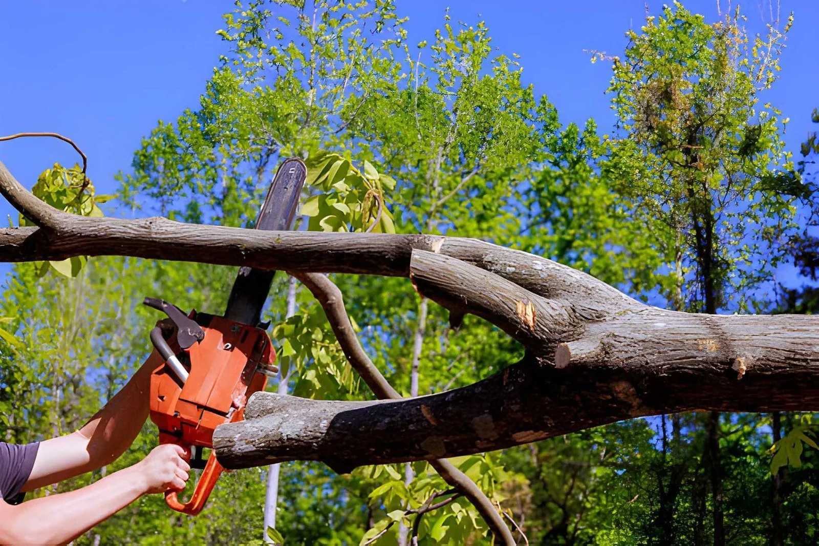 Arborist work