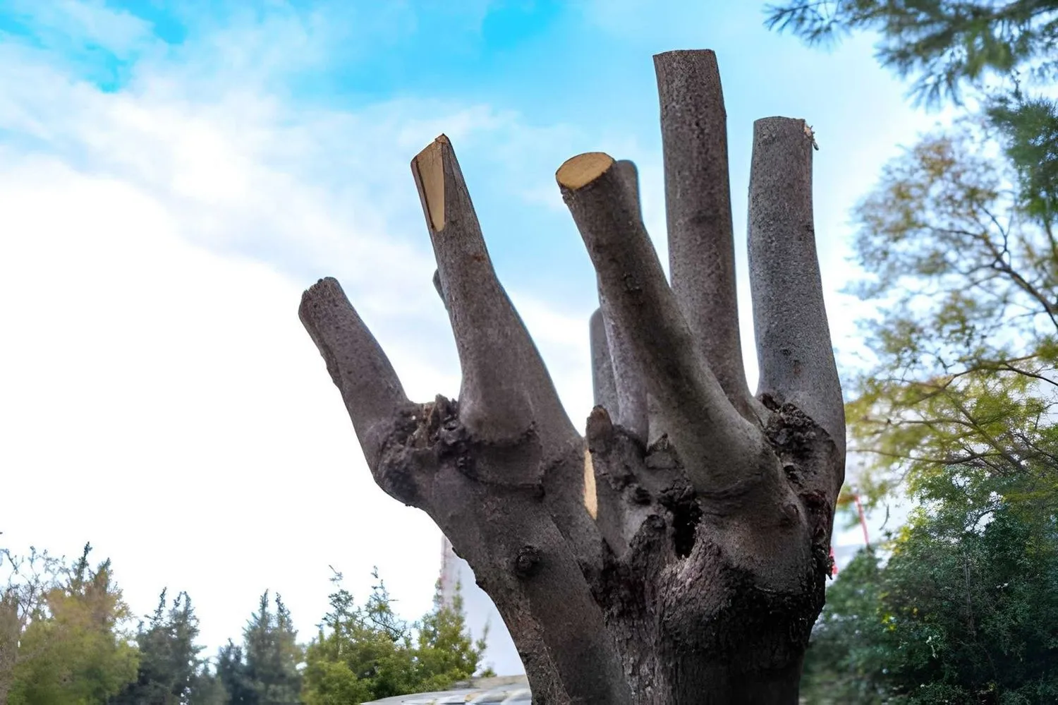 Tree Removal in Calgary